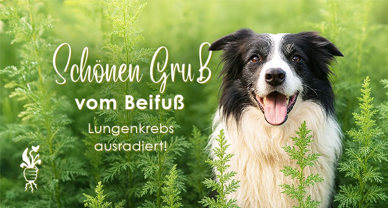 Erfahrungsbericht einer Hündin mit Artemisia annua gegen Lungenkrebs.
