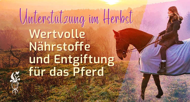 Unterstützung von Pferden für den Herbst