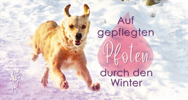 Pflege im Winter für Hundepfoten - Ozonöl