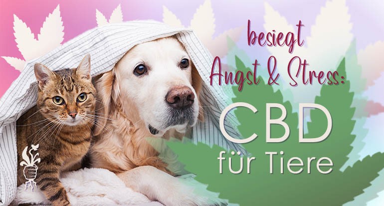 CBD-Öl gegen Stress und Angst bei Tieren