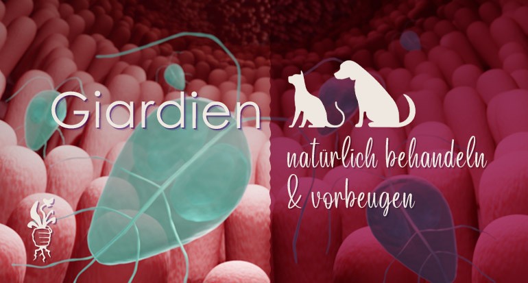 Giardien können alternativ mit natürlichen Mitteln bei Hunden und Katzen behandelt werden.