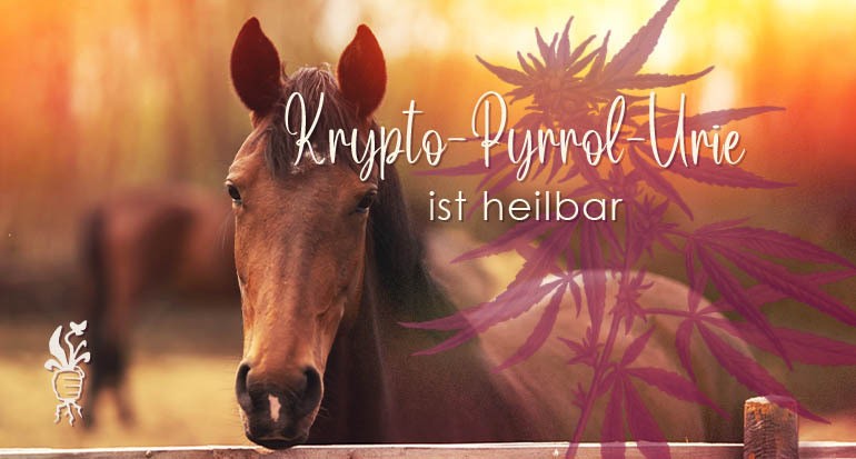 Krypto-Pyrrol-Urie beim Pferd behandeln