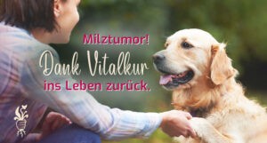 Alternative Behandlung bei Milztumor