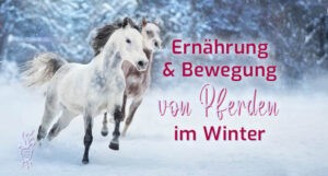 Ernährung und Bewegung von Pferden im Winter