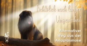 Anaplasmose alternativ behandelt