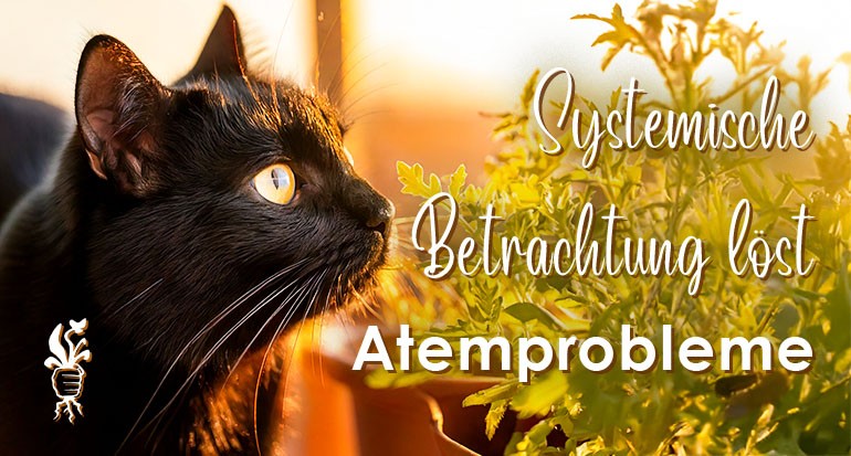 Atemproblem bei Kater gelöst