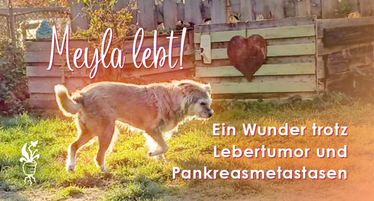 Meyla lebt! Ein Wunder trotz Pankreastumor und Lebermetastasen