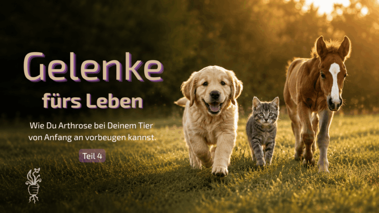 Gelenke fürs Leben