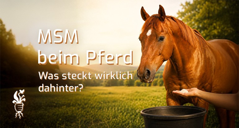 MSM beim Pferd