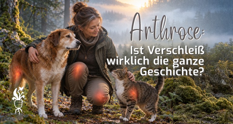 Arthrose: Mehr als Verschleiß