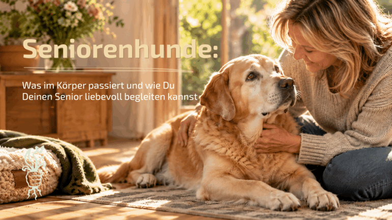 Graue Schnauze, großes Herz – was sich im Hundealter wirklich verändert